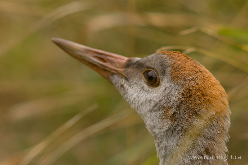 Grus Canadensis Close-up -   photo