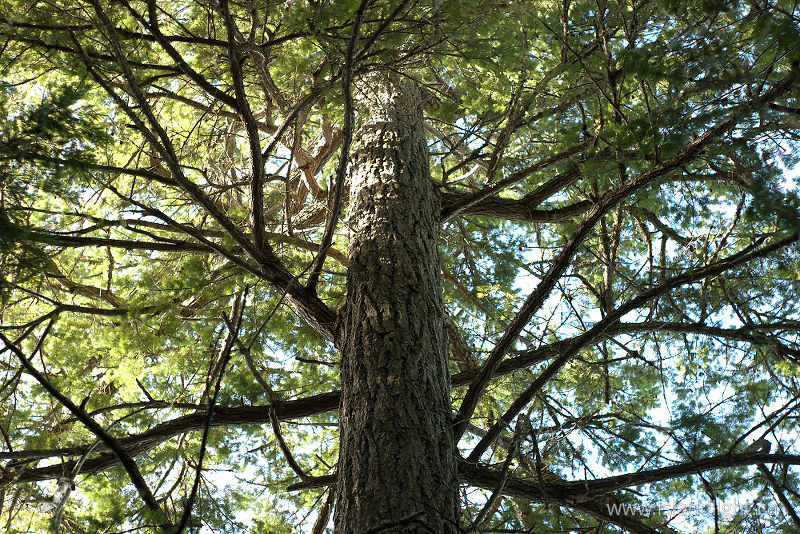 Pseudotsuga menziesii -  Fir Tree photo