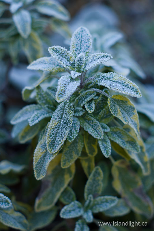 Sage -  Herb photo