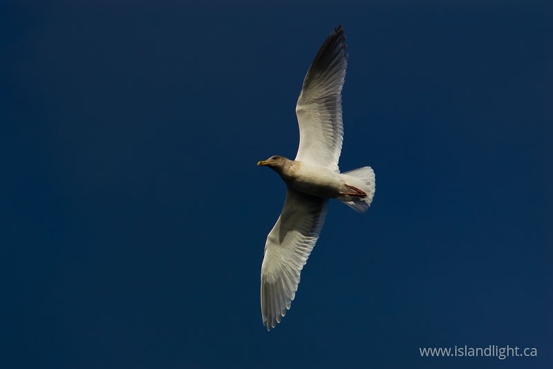 Glaucous-winged Gull -   photo