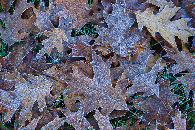 Frosty Oak Leaves - Cortes Island Pattern photo