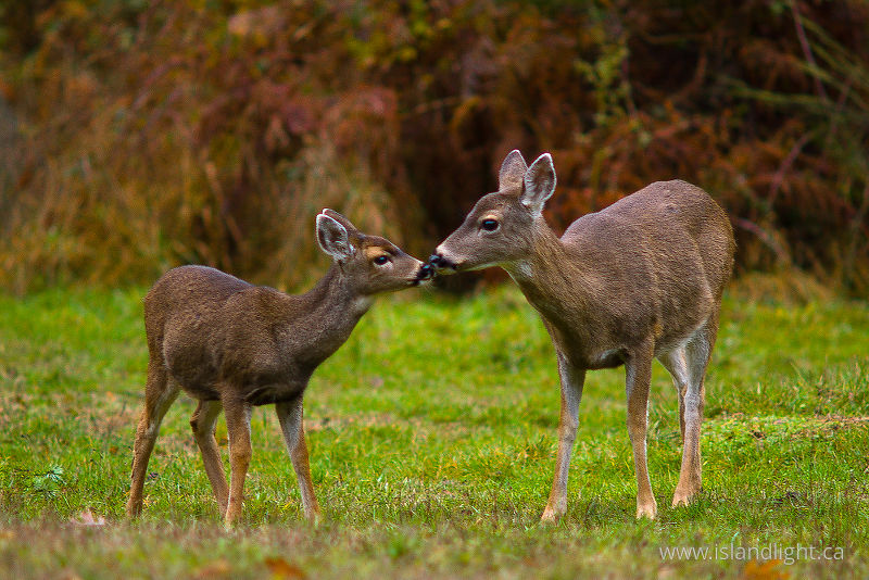Mother and Daughter -  Deer photo