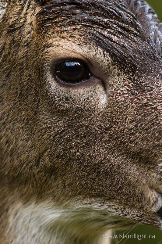 Deer Eye -   photo