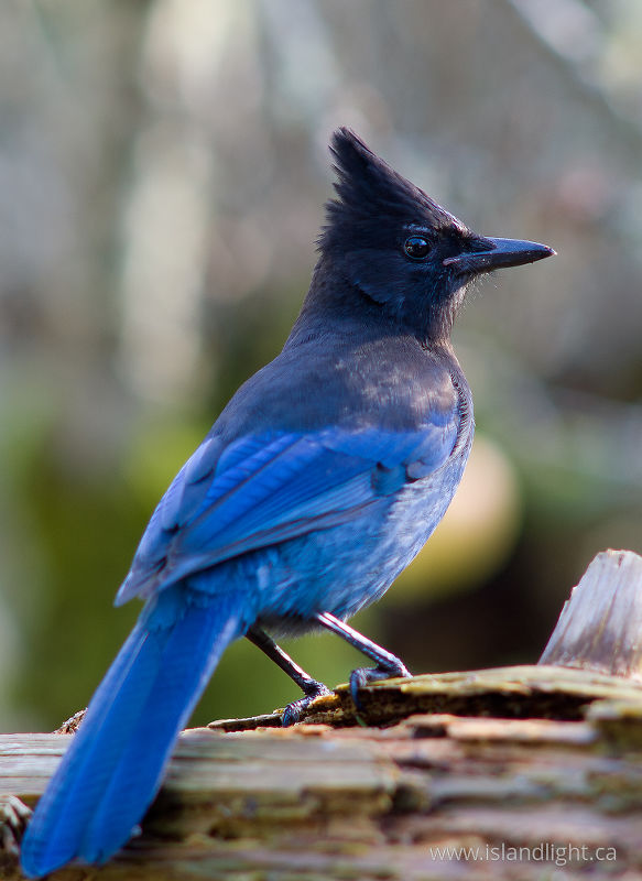 Stellars Jay - Cortes Island Jay photo