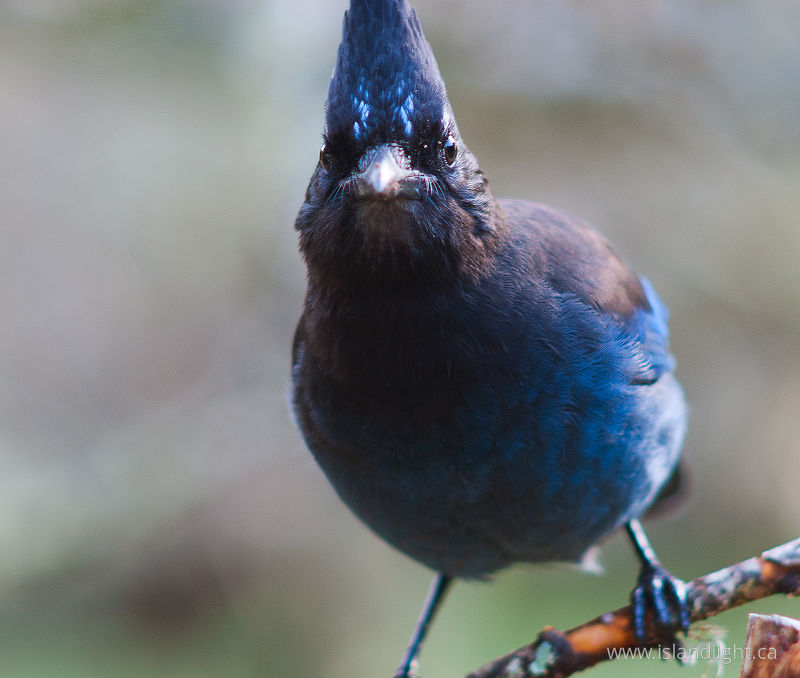Steller's Jay -  Jay photo