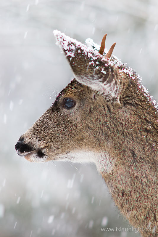 Blacktail Deer - Cortes Island Deer photo