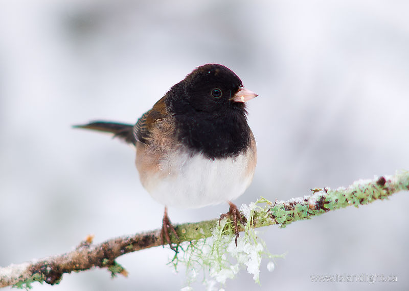 Junco on a Cold Winter Day - Cortes Island Junco photo