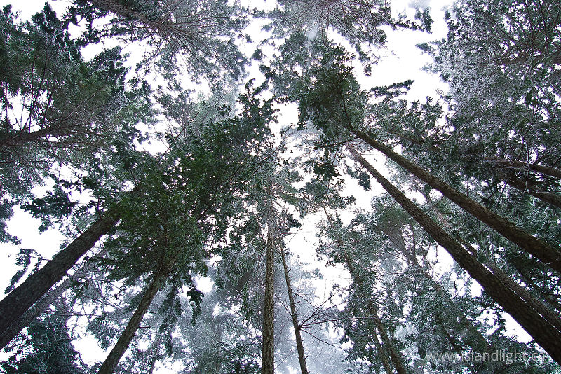 Fir Forest in Snowstorm - Cortes Island Forest photo