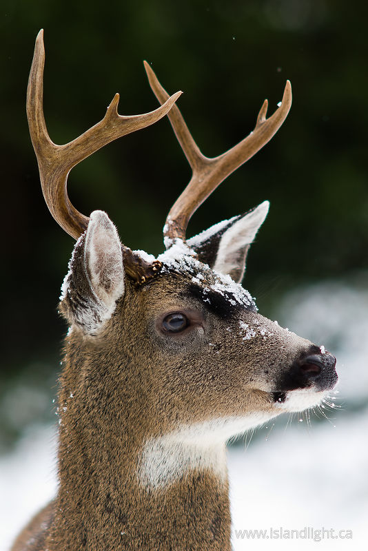 Blacktial Buck -   photo