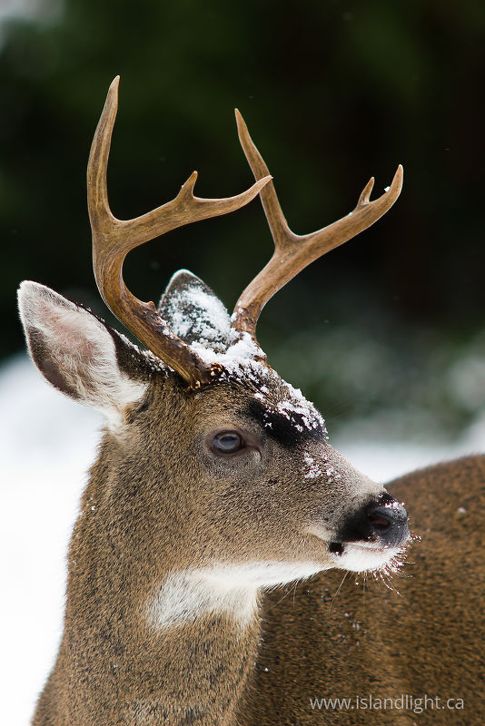 Blacktail buck - Cortes Island Deer photo