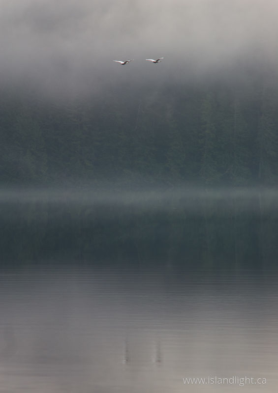 Trumpeter Swans -  Swan photo