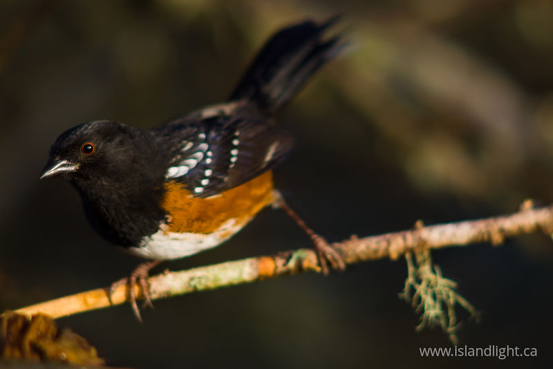 Spotted Towhee - Cortes Island Sparrow photo
