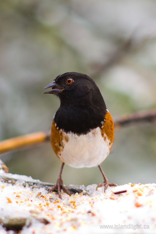 Spotted Towhee -  Sparrow photo