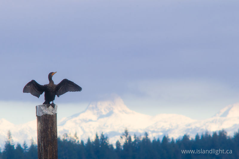 Pelagic Cormorant - Campbell River Cormorant photo