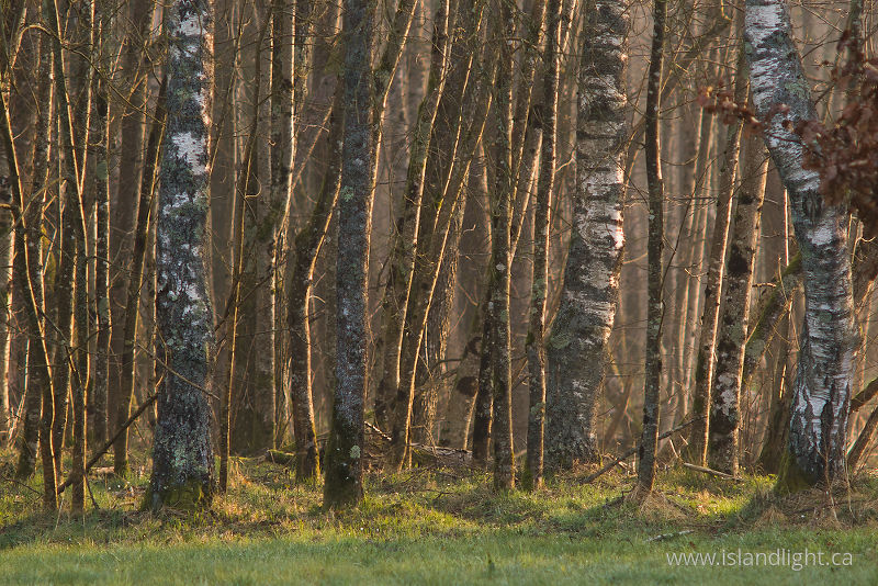 Alders at Sunrise -   photo