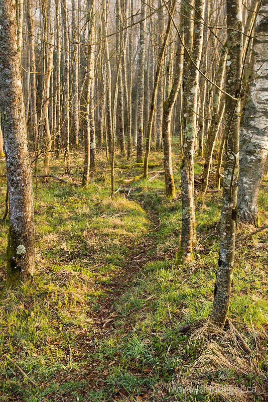 Path in the Alders -  Forest photo