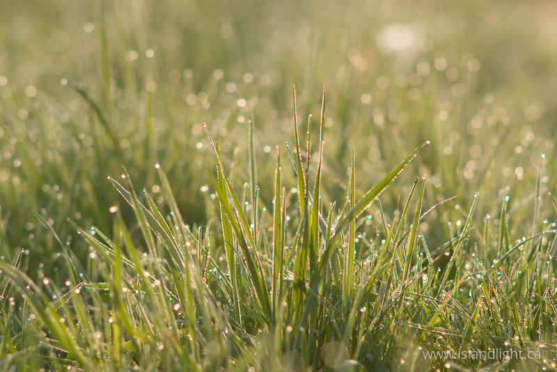 Wet Grass -   photo