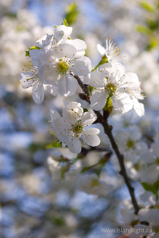 Cherry Blossoms -   photo
