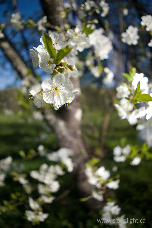 Cherry Blossoms -   photo