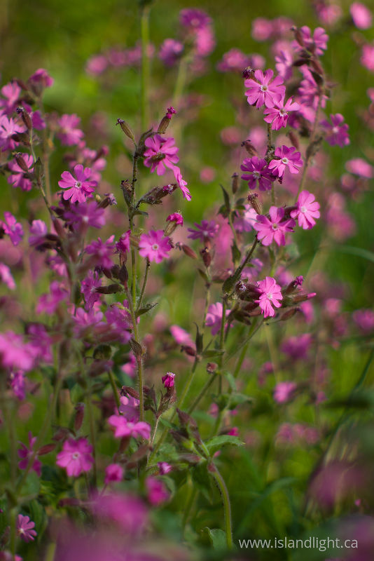  Aillevillers Flower photo