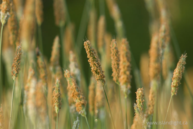 Flowering Grasses - Aillevillers Grass photo