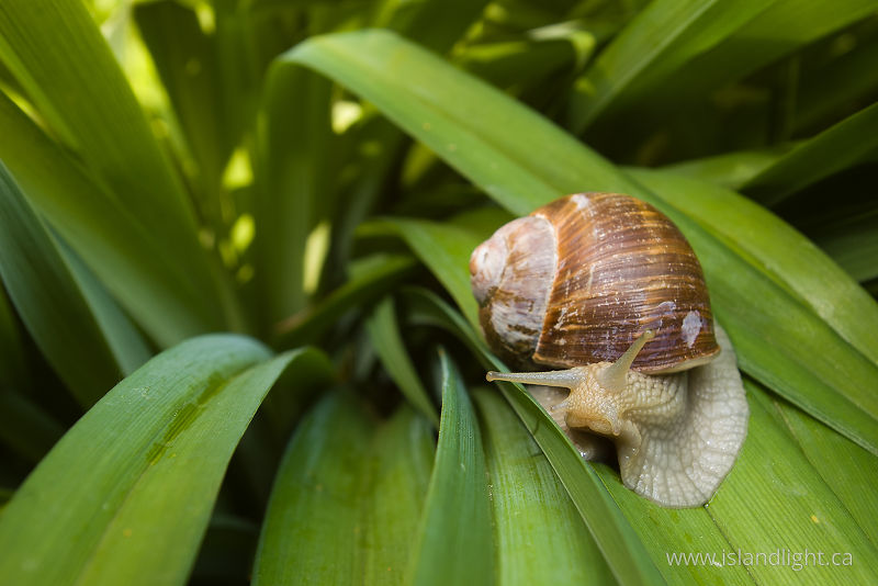 Inquiring Snail -   photo