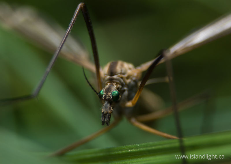 Crane fly -   photo