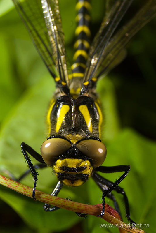 Cordulegaster boltonii -   photo