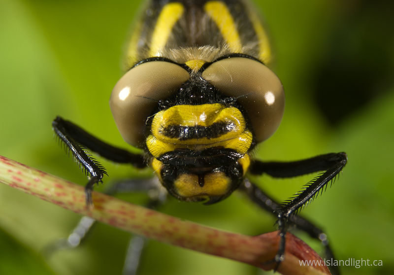 Dragon Eyes - Aillevillers Dragonfly photo