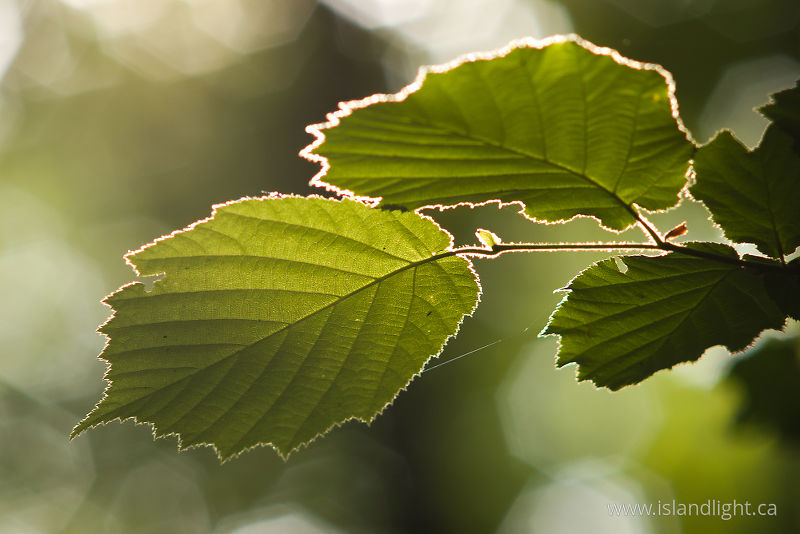 Alder Leaves - Aillevillers Leaf photo