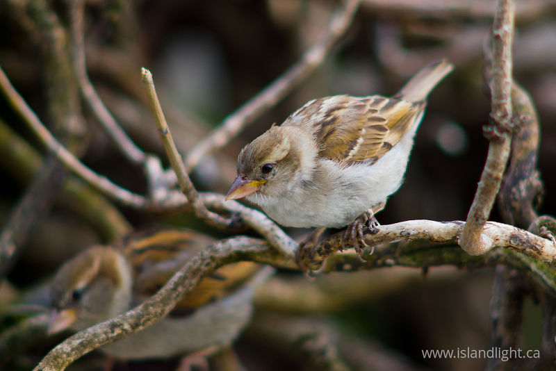 House Sparrow -  Sparrow photo