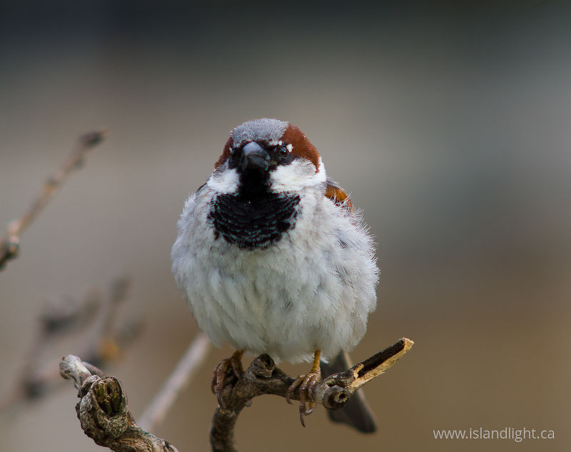 House Sparrow -   photo
