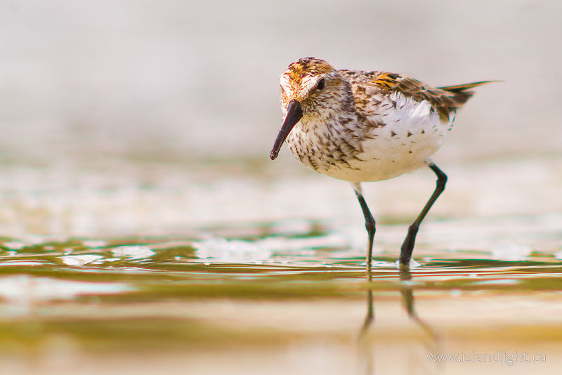 Western Sandpiper - Cortes Island Sandpiper photo