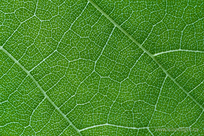 Grape Leaf - Cortes Island Leaf Closeup photo