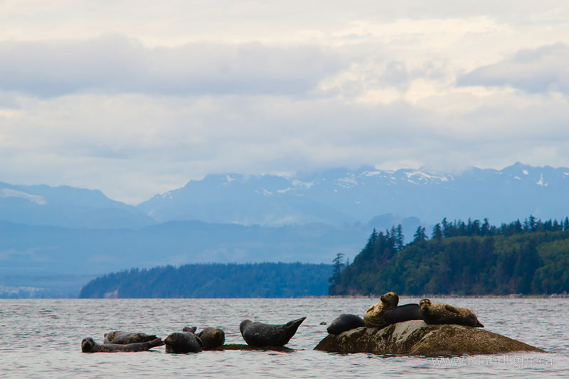 Harbour Seals - Cortes Island Seal photo
