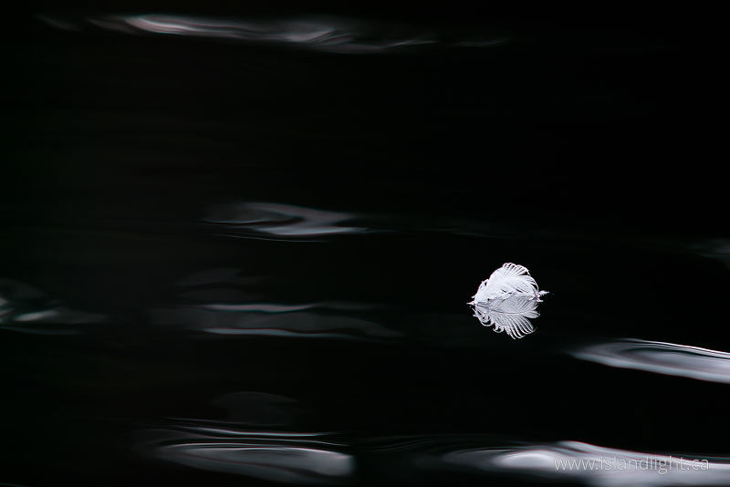 Floating Feather -   photo