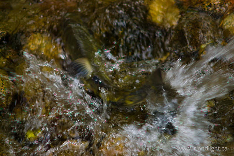Chum Power - Cortes Island Salmon photo