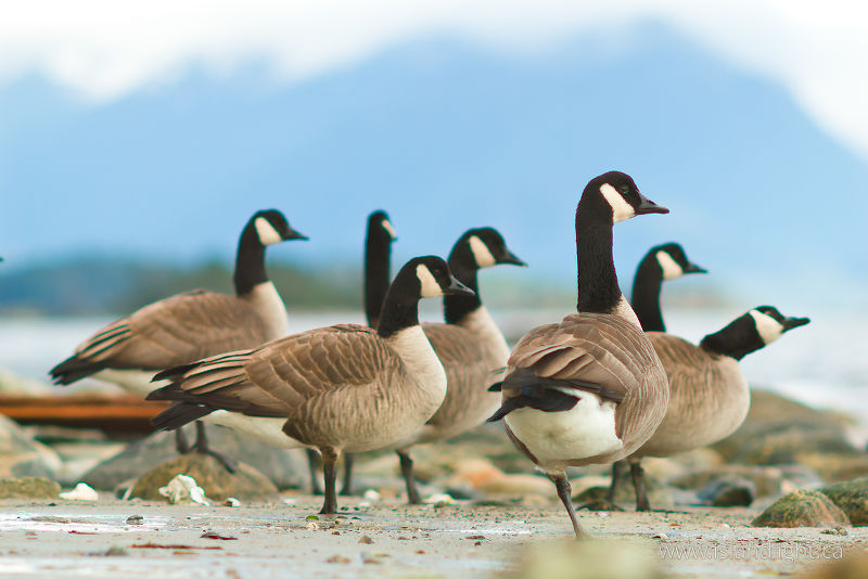 Canada Geese -  Goose photo