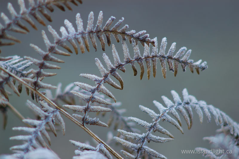 Frozen Bracken - Cortes Island Bracken photo