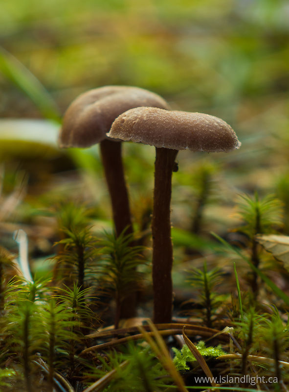   Mushroom photo