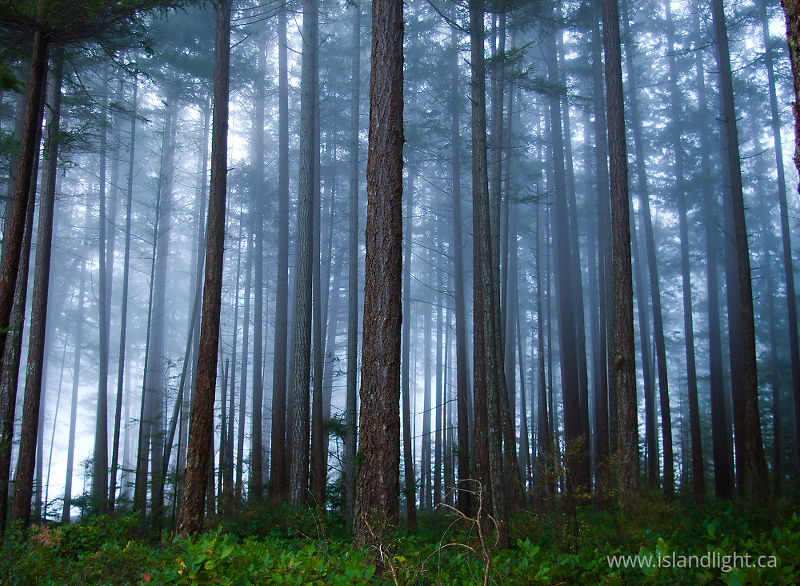 Fog and Fir Trees -  Forest photo