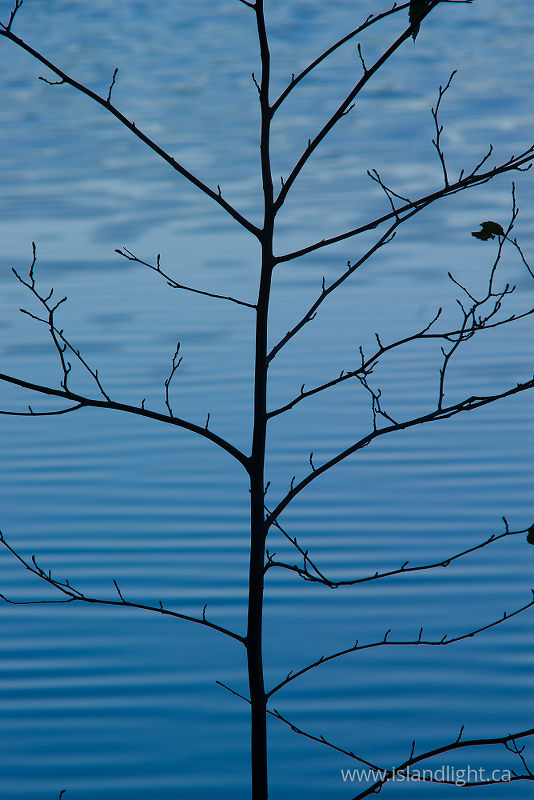 Alder by the Lake - Cortes Island Alder Tree photo