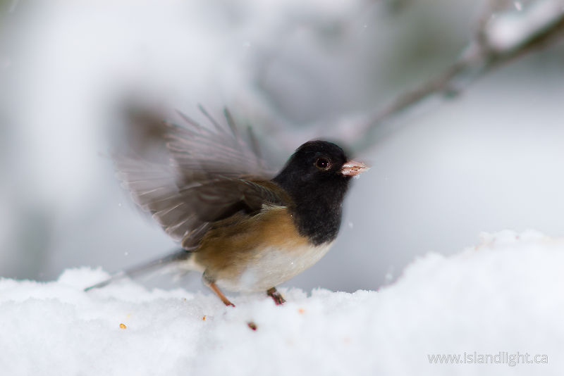 Junco - Cortes Island Junco photo