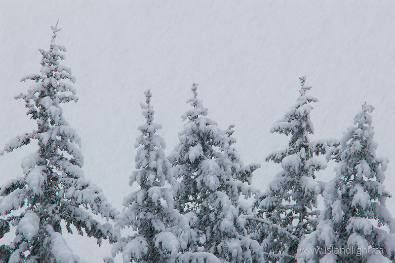 Snow Storm - Cortes Island Forest photo