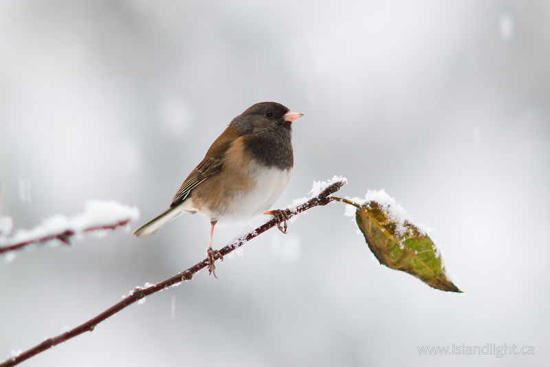   Junco photo