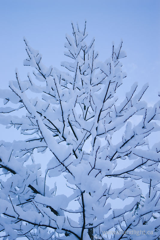 Winter Oak - Cortes Island Oak Tree photo