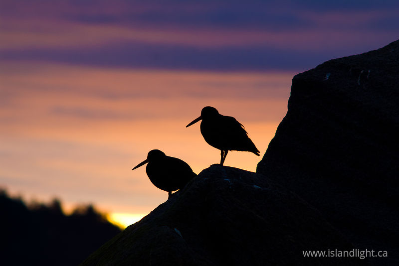 Pair of Black Oystercatchers at Sunrise - Cortes Island Oystercatcher photo