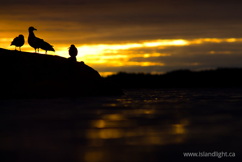 Sunrise Silhouettes - Cortes Island Gull photo