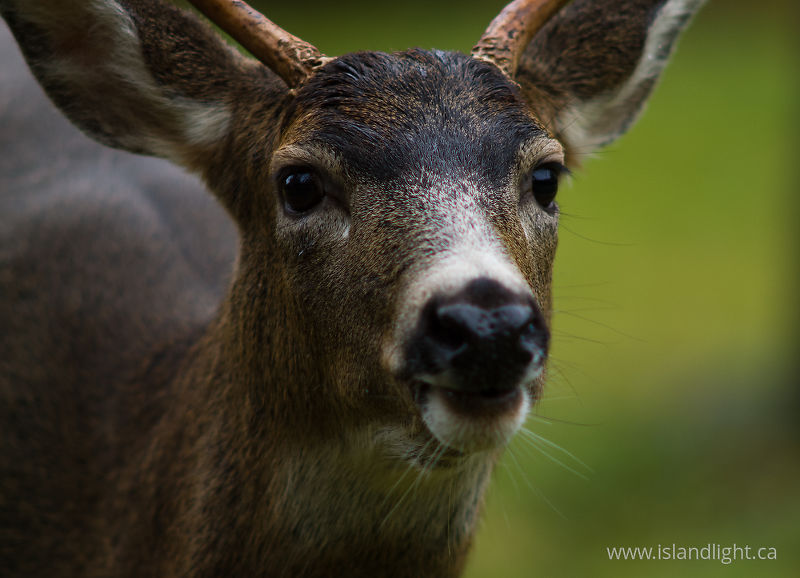 Blacktail Deer -   photo