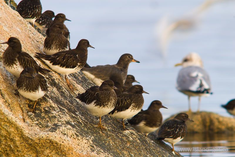   Wading Bird photo